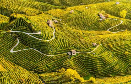 Winding paths in the Valdobbiadene area of Veneto, known for Prosecco production