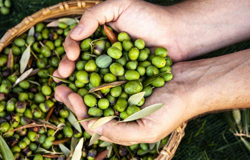 Male hands full of freshly olives