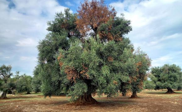 olive tree