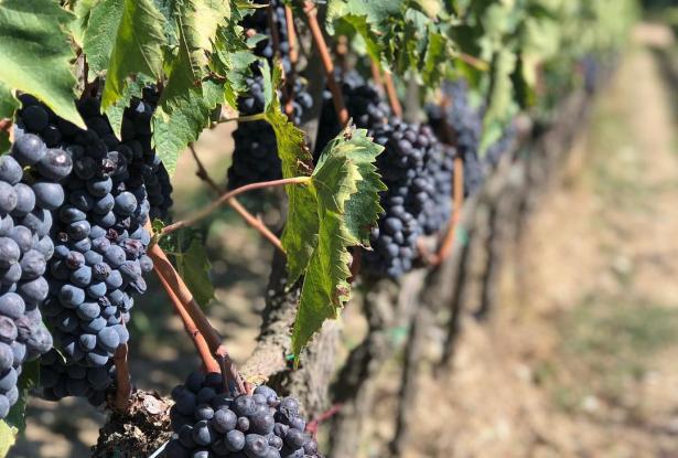 Private Wine Tour Experiences 3 Private Wine Tour Experiences 3