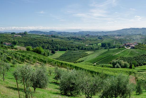 Vineyards of Alba, Langhe and Roero with green rows of vines
