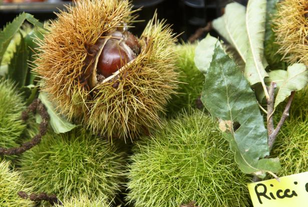Chestnuts - A fall food staple