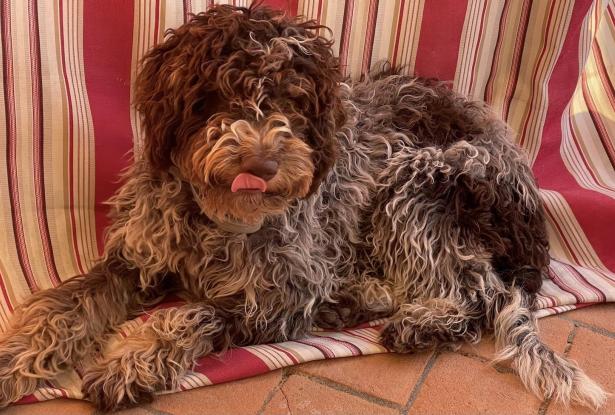 Billo, the truffle hunter! Billo, the truffle hunter!