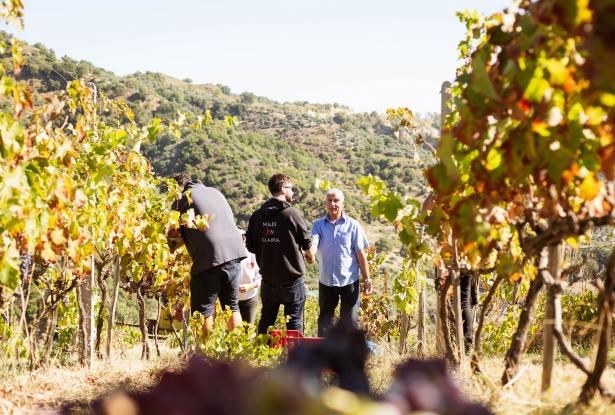 Heroic Vineyard in Calabria Made in Calabria Wine Tour