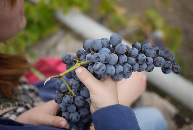 Luxury Vines, Velocity & Velvety flavors: A journey through Italy’s Finest Wines Ferrari thrills and Northern delicacies 8 Nights/9 days 11 Luxury Vines, Velocity & Velvety flavors: A journey through Italy’s Finest Wines Ferrari thrills and Northern delicacies 8 Nights/9 days 11