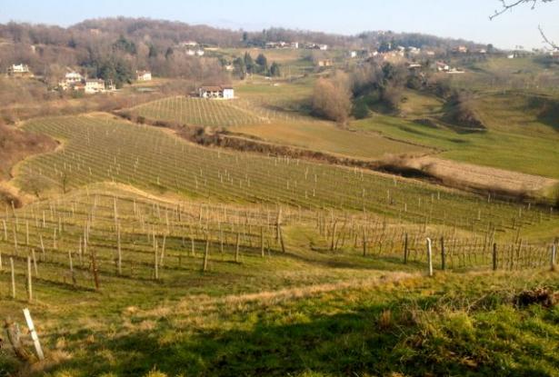 Asolo wine farm producing awarded 'Prosecco' ref.33a 1