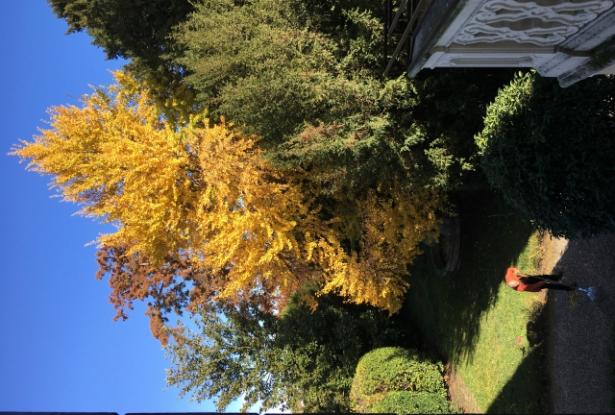 Stunning palazzo with park - Montagnana - ref.42a 11