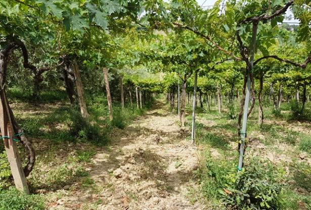 Building land for 200sqm Villa Abruzzo Italy
