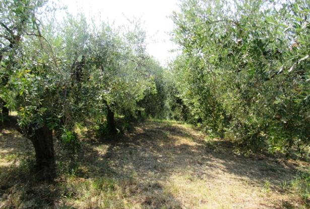 Building land for 200sqm Villa Abruzzo Italy