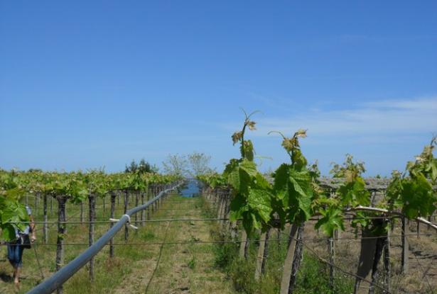 Building plot close to the beach for a Villa Abruzzo Italy