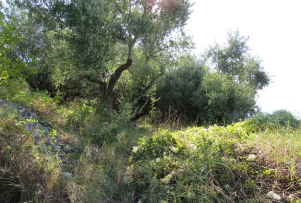 Panoramic spot to build a 100sqm villa with 3000sqm of olive grove, views of the mountains and a distant lake. 3