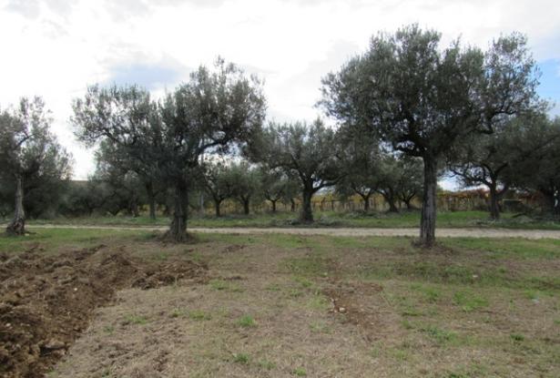 36,000 sqm of land with 120sqm barn and amazing sea views and building rights 1km to the beach. 7