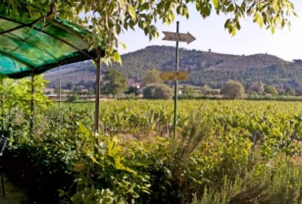 The vineyard