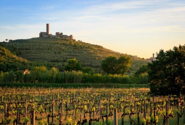 The vineyard