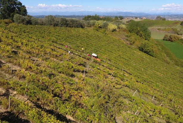 Wonderful Walk distance farmhouse with vineyard 30