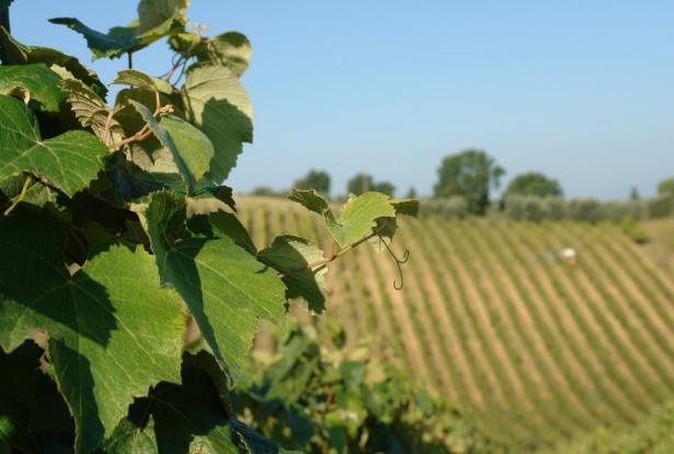 Wonderful Walk distance farmhouse with vineyard 32