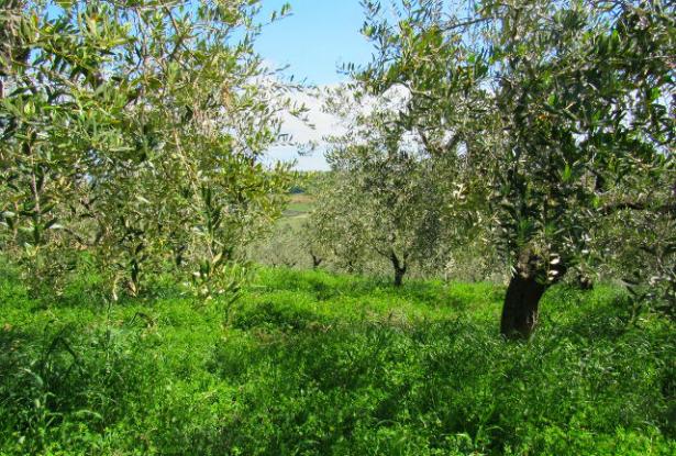 Building land of 1200sqm for a 100sqm Villa with sea and mountain view 10
