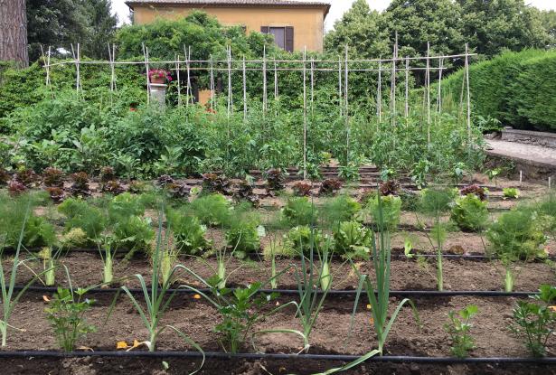 Vegetable gardens Vegetable gardens
