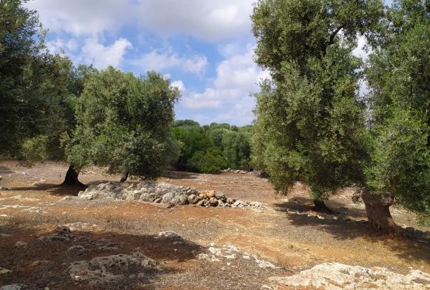 Sea-view plot of land with planning permit. 0