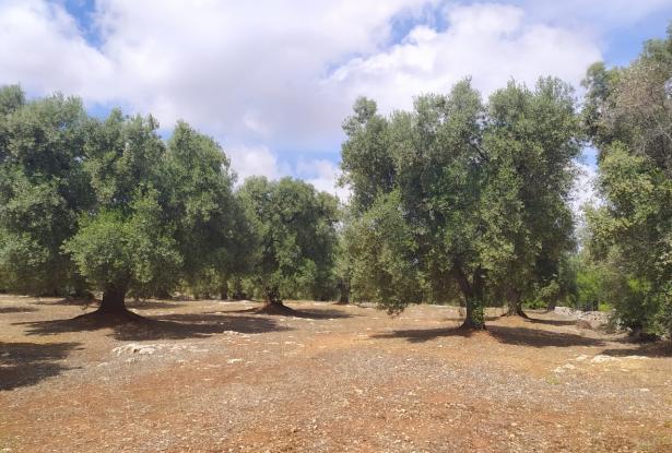 Sea-view plot of land with planning permit. 3