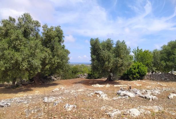 Sea-view plot of land with planning permit. 7
