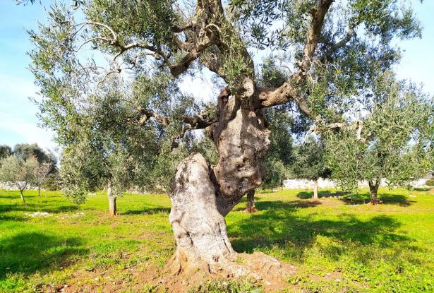 Land with centuries-old olive trees. 0