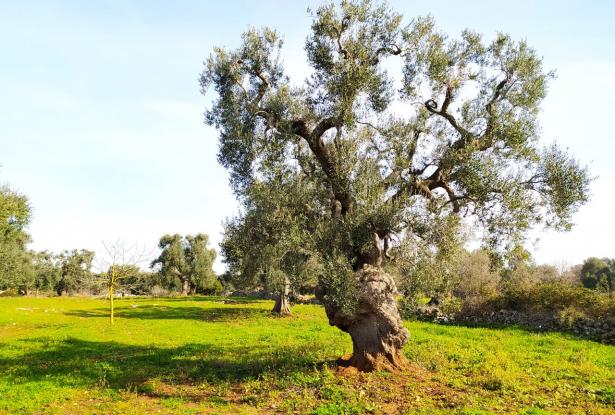 Land with centuries-old olive trees. 1