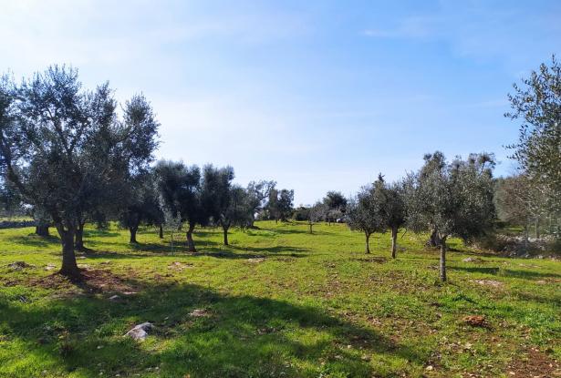 Land with centuries-old olive trees. 2