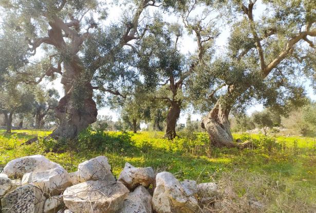 Land with centuries-old olive trees. 5