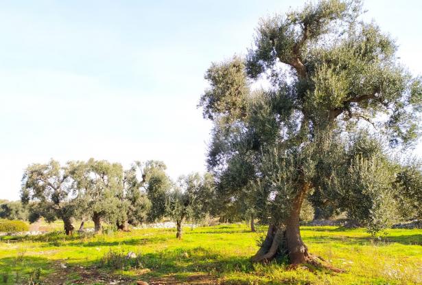 Land with centuries-old olive trees. 3