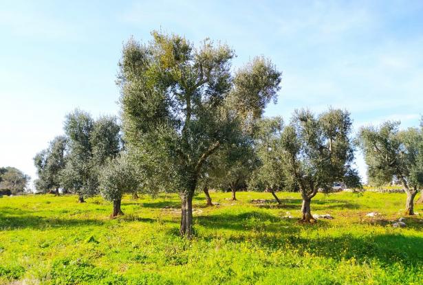 Land with centuries-old olive trees. 7