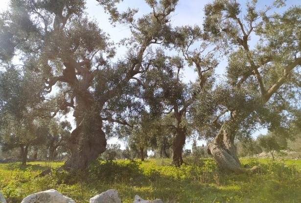 Land with centuries-old olive trees. 6