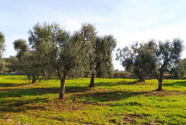 Land with centuries-old olive trees. 4