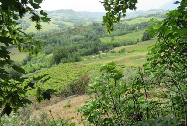 5 bedroom, 3 bathrooms 200sqm farm , detached, with 3 hectares of vines, habitable with separate apa 1