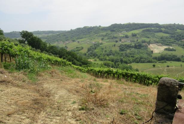 5 bedroom, 3 bathrooms 200sqm farm , detached, with 3 hectares of vines, habitable with separate apa 14