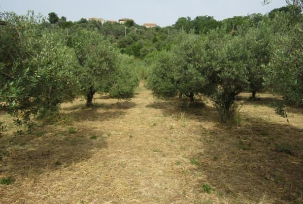 Semi-detached bungalow with 4500 sqm of olive grove and barn to convert 15 minutes to the beach. 14