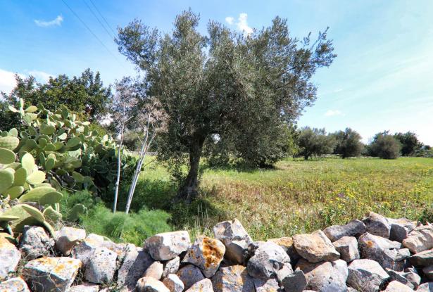 Scicli, stone farmhouse with land 40