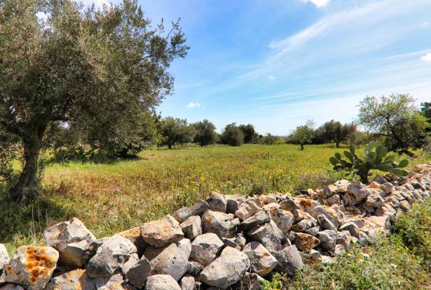 Scicli, stone farmhouse with land 41