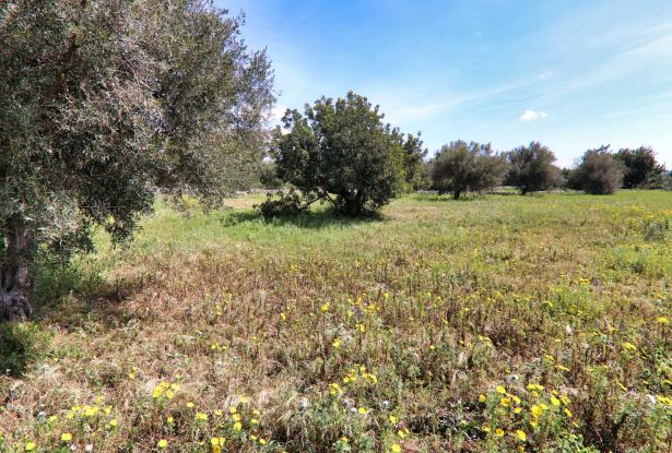 Scicli, stone farmhouse with land 43