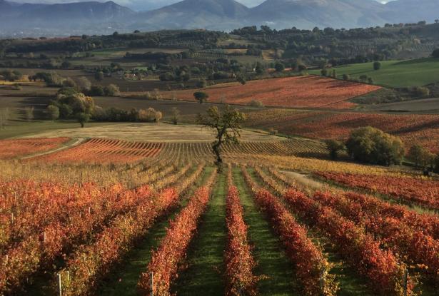 The Stunning View of the Property Vineyards in the Fall fall view of the property vineyards in the fall