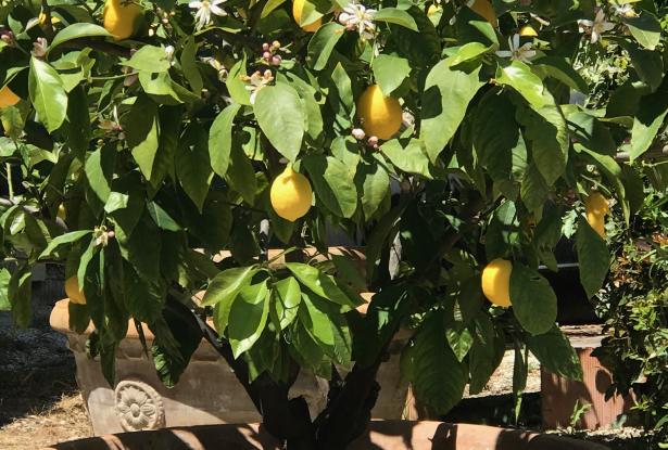 Lemon Trees in Antique Terracotta Pots potted lemon and orange trees on the Property