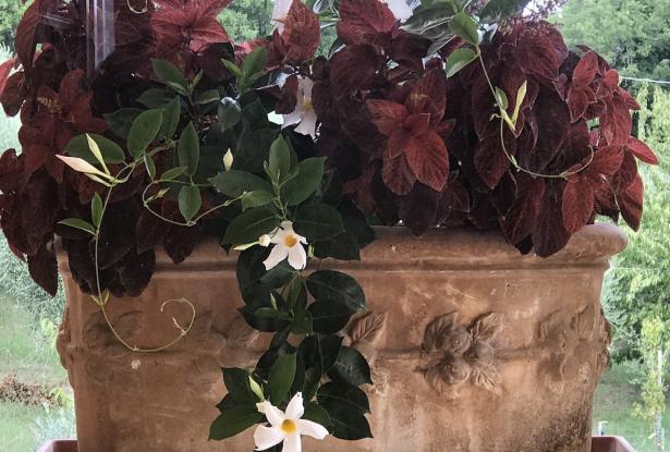 Antique Terracotta Flower Pots adorn the Property an array of flowers and plants array the Property