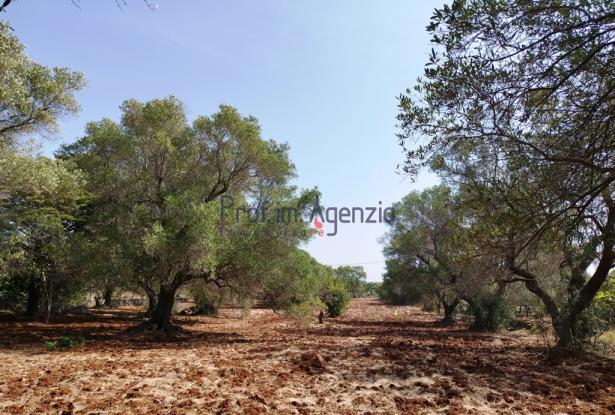 192614 - Trulli to be renovated 15