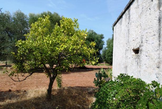 172504 - Farmhouse for renovation 4