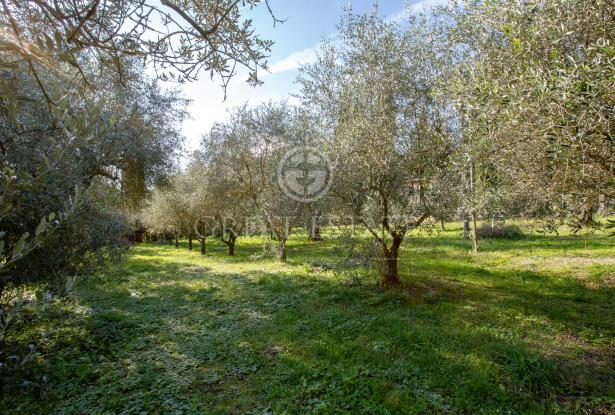 La Casa Gialla 7 La Casa Gialla 7