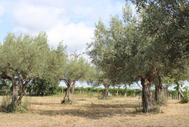 Detached, 1950s, brick 150sqm farmhouse, 4km to beach with 2 hectares of flat land with olives and vines, 2 outbuildings, no neighbours  2