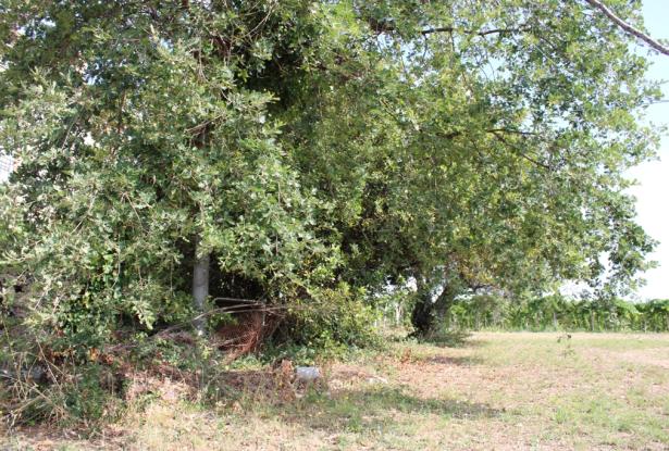 Detached, 1950s, brick 150sqm farmhouse, 4km to beach with 2 hectares of flat land with olives and vines, 2 outbuildings, no neighbours  7