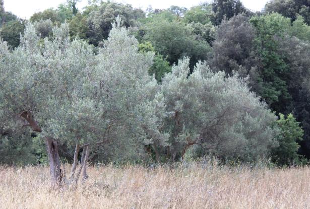 Detached, 1950s, brick 150sqm farmhouse, 4km to beach with 2 hectares of flat land with olives and vines, 2 outbuildings, no neighbours  17