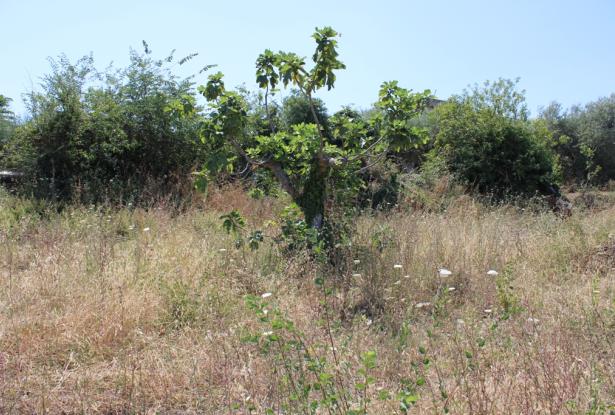 900sqm building plot, flat land, for a Villa of 200sqm with some fruit trees, sea and village views, 200 meters from the center, 8km to the beach  3