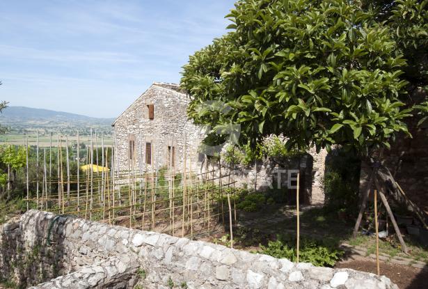 Il Casale della Regia 10 Il Casale della Regia 10